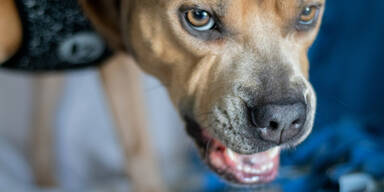 amstaff