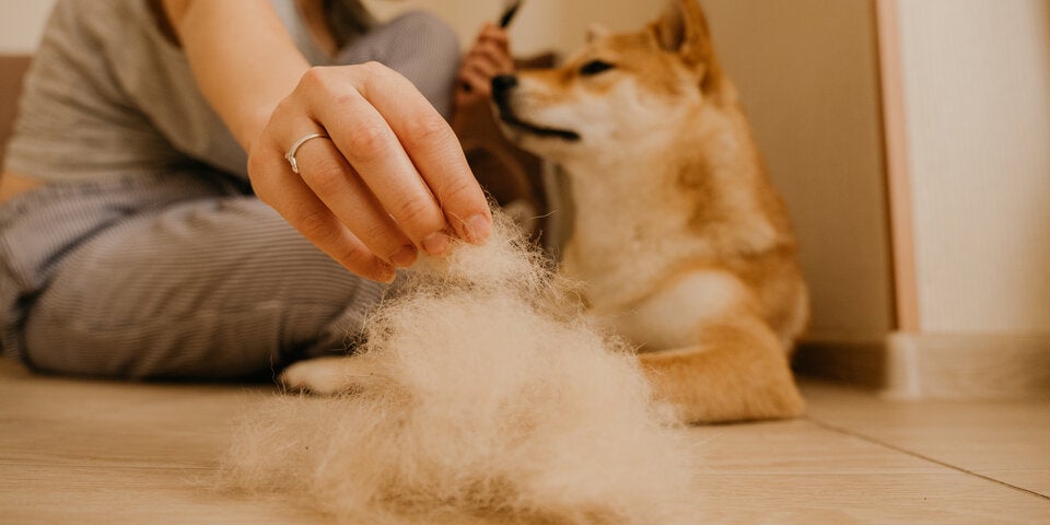 7-in-1 Hundestaubsauger im Fokus: LIGIANT T10 Pro jetzt im Angebot!