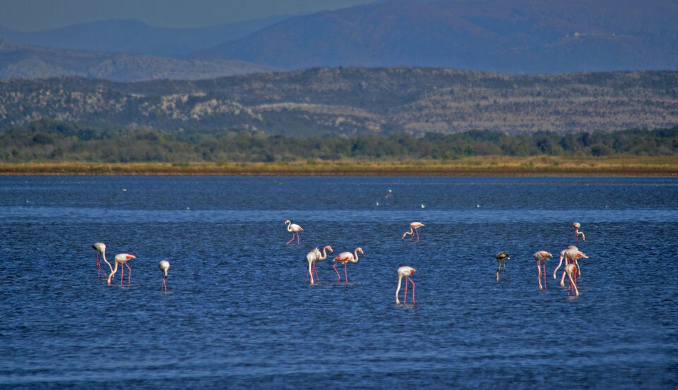 Rosarote Flamingos kann man in der Saline Ulcinj beobachten.