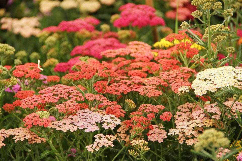 Peach Fuzz: 10 Blüten, die die Trendfarbe des Jahres in die Beete bringen