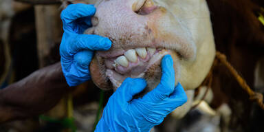 Rinderseuche gef&auml;hrlich nah: Nieder&ouml;sterreich r&uuml;stet sich f&uuml;r den Ernstfall