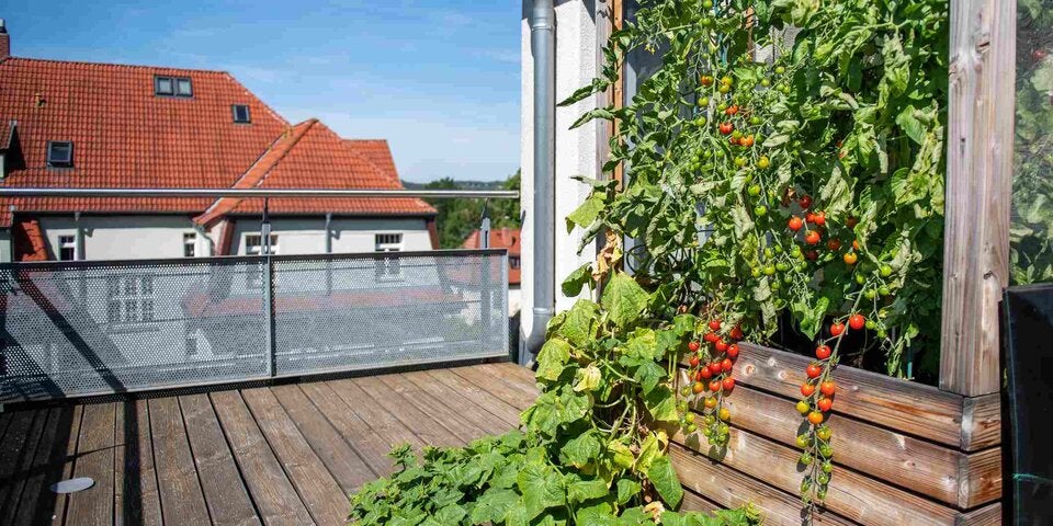 Tomatenstrauch am Balkon