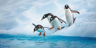 Klimawandel am S&uuml;dpol: Pinguine verschieben ihre Brutzeit