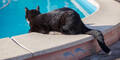Katze vor Pool