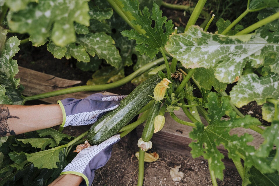 Gartenarbeiten im August