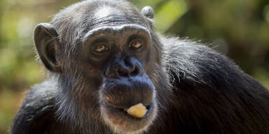 Prost! Wilde Schimpansen trinken t&auml;glich zwei Seidel Bier
