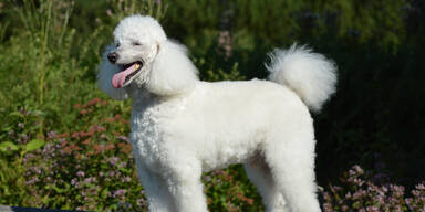 Tod vorget&auml;uscht: Pudel &uuml;berf&uuml;hrt Millionenbetr&uuml;gerin
