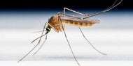 Hitze-Sommer: Malaria-Alarm jetzt auch in Österreich