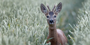 Hundehalter angezeigt: Hund bei&szlig;t Reh
