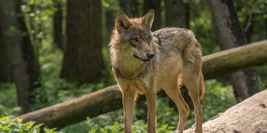 Der Wolf ist immer noch in Unterwei&szlig;enbach unterwegs.