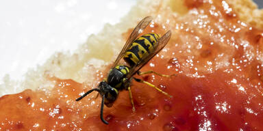 Wissen &uuml;ber Wespen