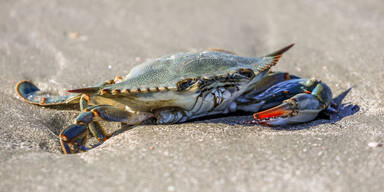 Blaukrabben