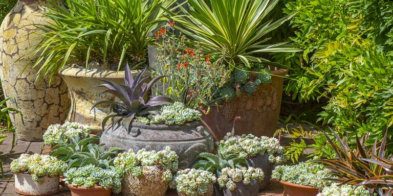 Vom Winterquartier in den Garten: Ab wann dürfen Ihre Pflanzen wirklich ins Freie?