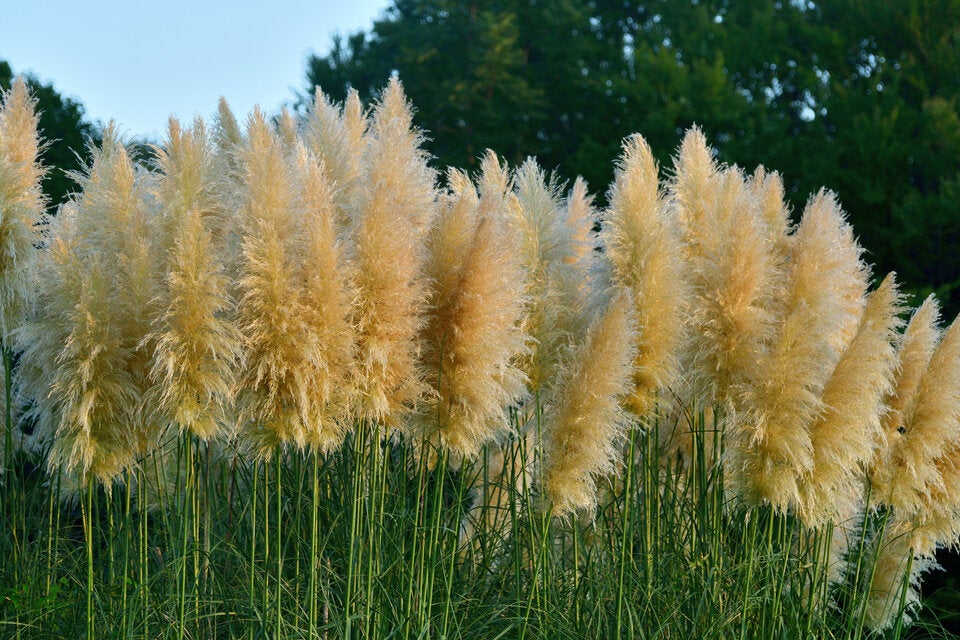 Das Pampasgras Cortaderia selloana begeistert im Sommer mit den großen, weißen Blütenrispen und gehört damit zu den auffälligeren Ziergräsern. 