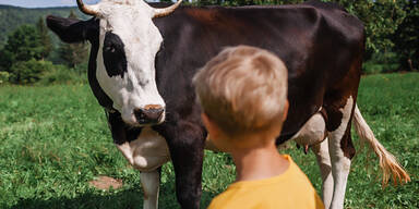 Bub von Kuh getreten (SYMBOLFOTO)