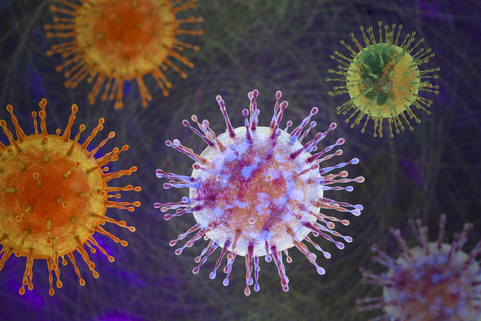 Hantavirus: Harvard-Experten warnen vor unterschätzter Übertragung