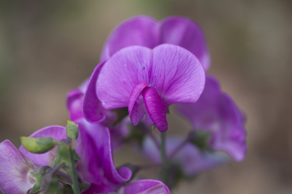 Diese geheimen Blumen-Botschaften zum Valentinstag sollten Sie kennen