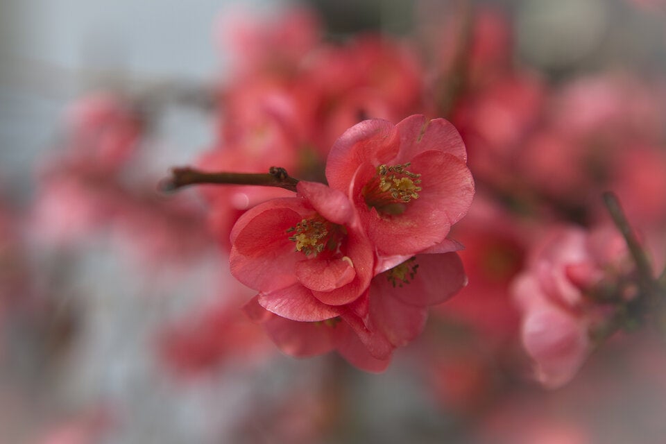 Diese geheimen Blumen-Botschaften zum Valentinstag sollten Sie kennen