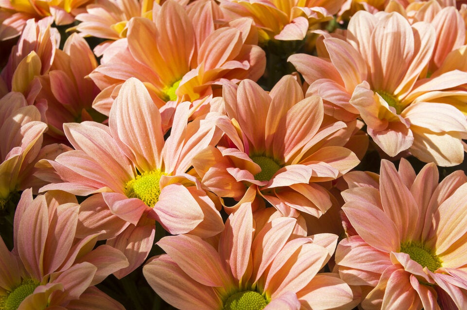 Peach Fuzz: 10 Blüten, die die Trendfarbe des Jahres in die Beete bringen