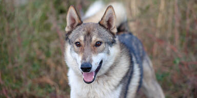 Husky-Sch&auml;ferhund