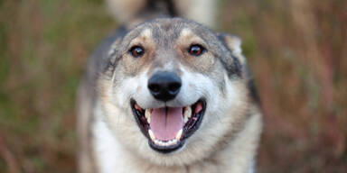 Sch&auml;ferhund Malamute