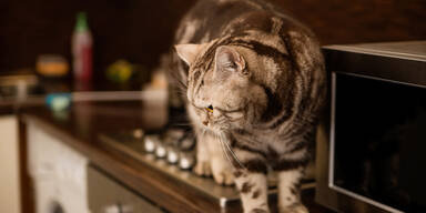 Katze auf Herd