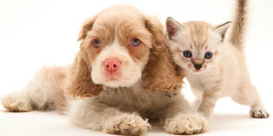 600 Millionen Euro f&uuml;r Hund, Katz & Co.