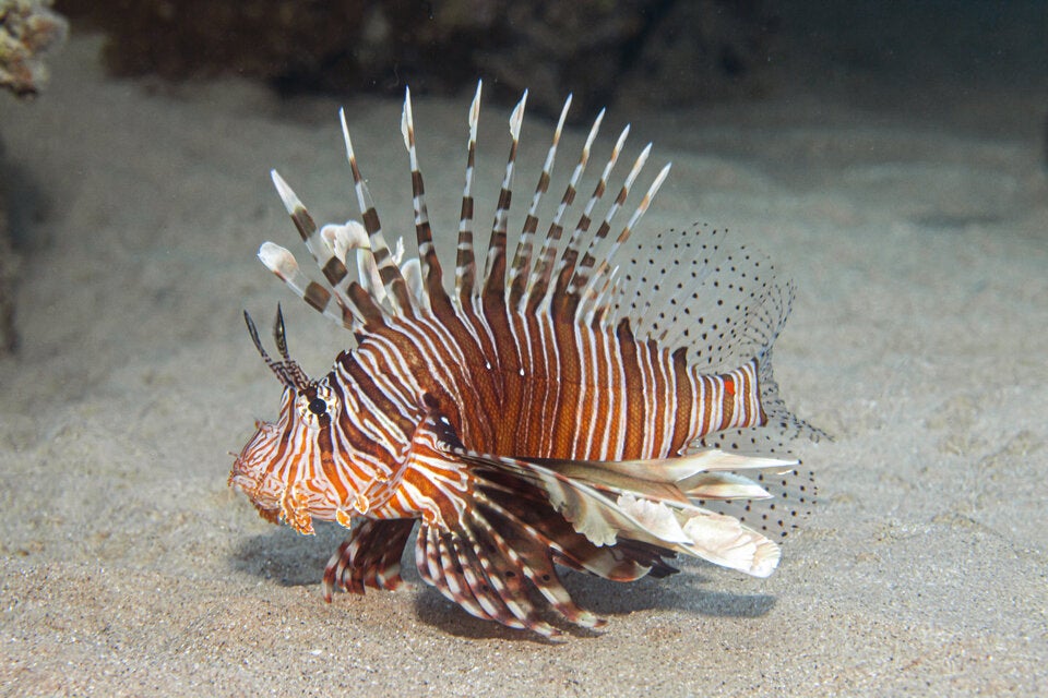 Giftiger Rotfeuerfisch erobert Kroatiens Küsten!