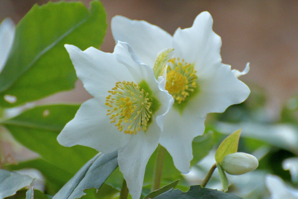 Schnee- & Lenzrosen: Diese Blumen wecken Frühlingsgefühle