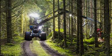 Baum erschl&auml;gt 42-J&auml;hrigen bei Forstarbeiten