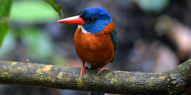 So heftig müssen Paradiesvögel um Sex betteln