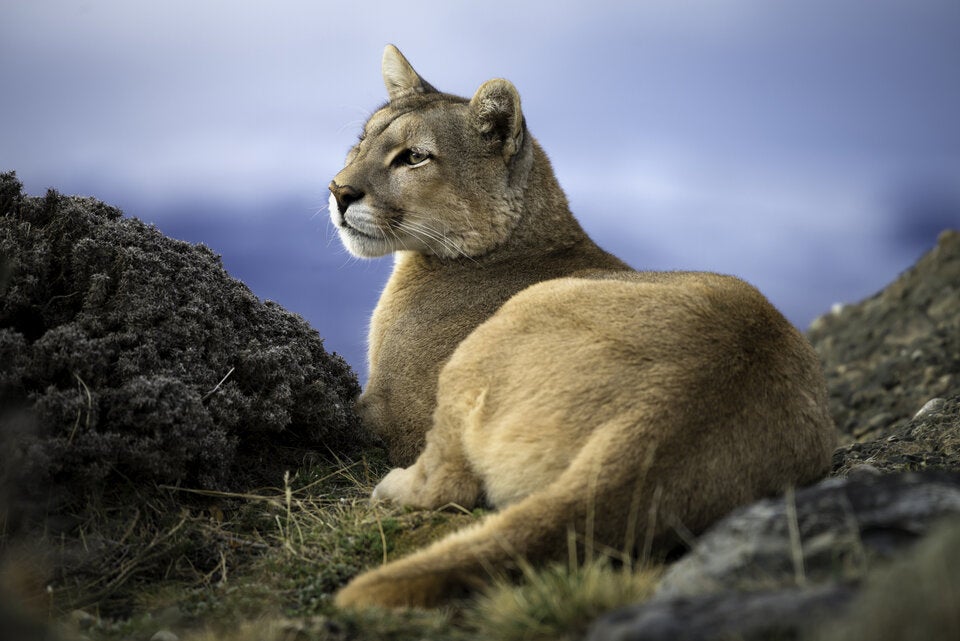 Puma. Auch das vom Aussterben bedrohte Raubtier ist im Park heimisch.  