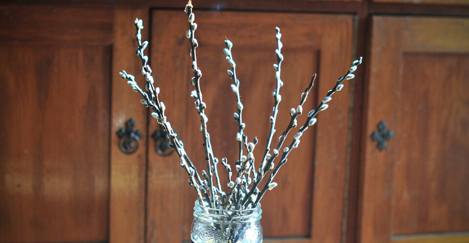 Vorsicht! Den meisten ist nicht klar, warum Palmkätzchen zu Ostern keine gute Idee sind