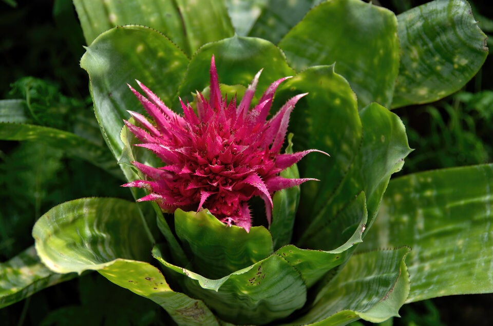 Genug vom Wintergrau? Diese Zimmerpflanzen blühen schon jetzt