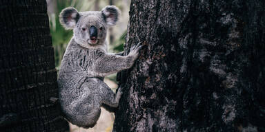Jeder zweite Koala leidet unter mysteri&ouml;ser Geschlechtskrankheit