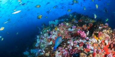 Korallenriff mit Fischen