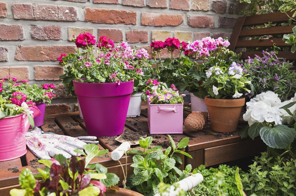 Kein grüner Daumen nötig: Pflegeleichte Pflanzen für Garten und Balkon