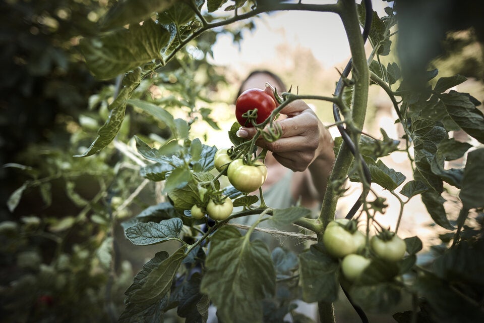 Gartenarbeit im Juni: So machen Sie den Garten sommerfit