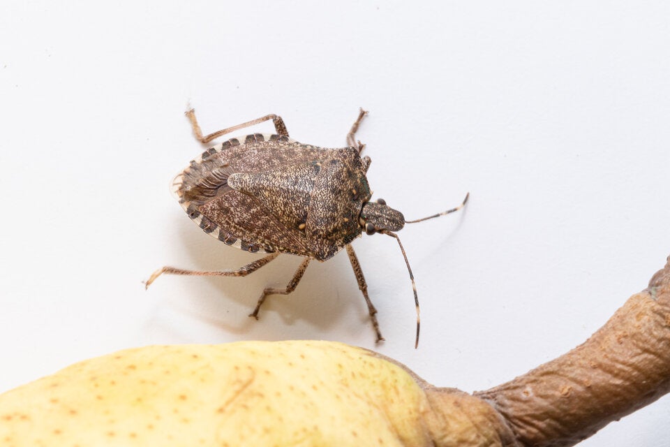 Spinnen, Wanzen und Co.: So halten Sie die ungebetenen Herbstgäste fern