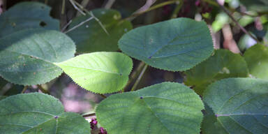 Gef&auml;hrlichste Pflanze der Welt