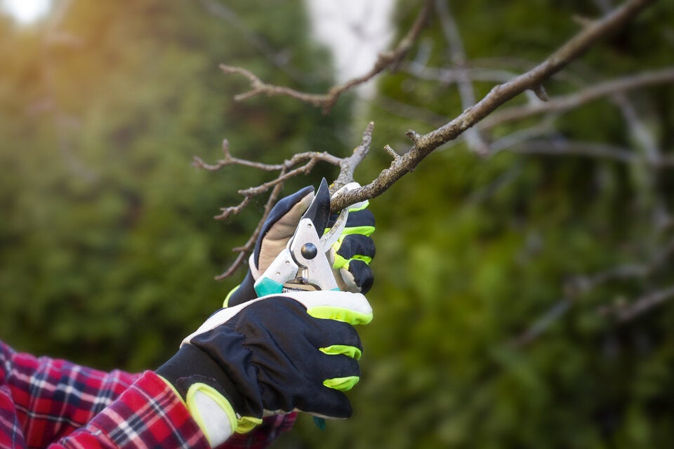 Diese Arbeiten im Garten sollten Sie jetzt unbedingt erledigen