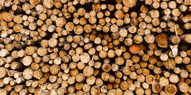 Holz
