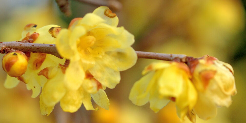 Die duftenden Blüten von Chimonanthus praecox, der Chinesischen Winterblüte, erscheinen von Jänner bis Februar.