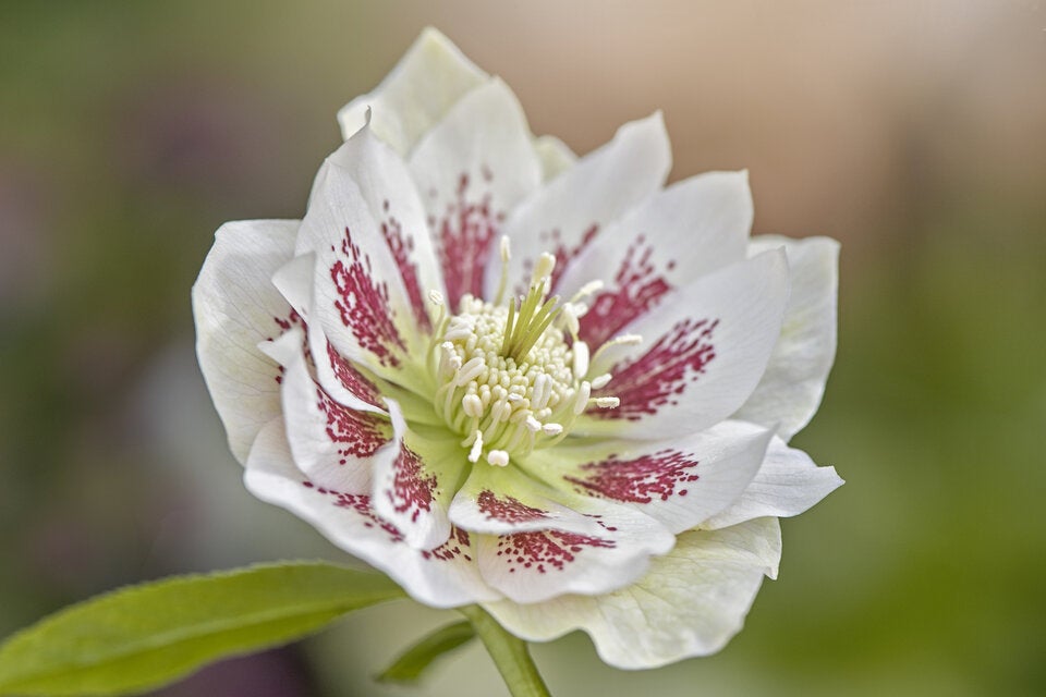 Schnee- & Lenzrosen: Diese Blumen wecken Frühlingsgefühle