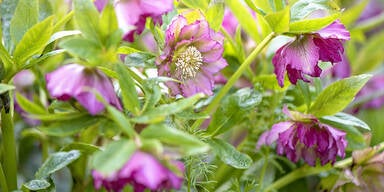 Schnee- & Lenzrosen: Diese Blumen wecken Frühlingsgefühle