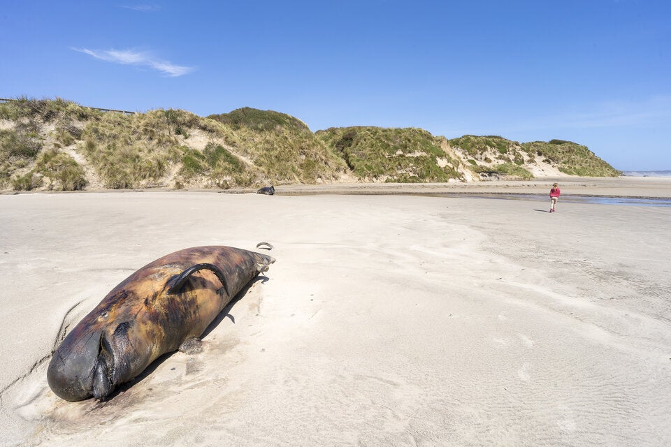 Alle gestrandeten Grindwale auf schottischen Orkney-Inseln verendet