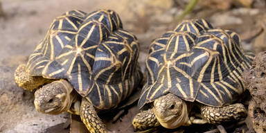 Indische Sternschildkr&ouml;ten