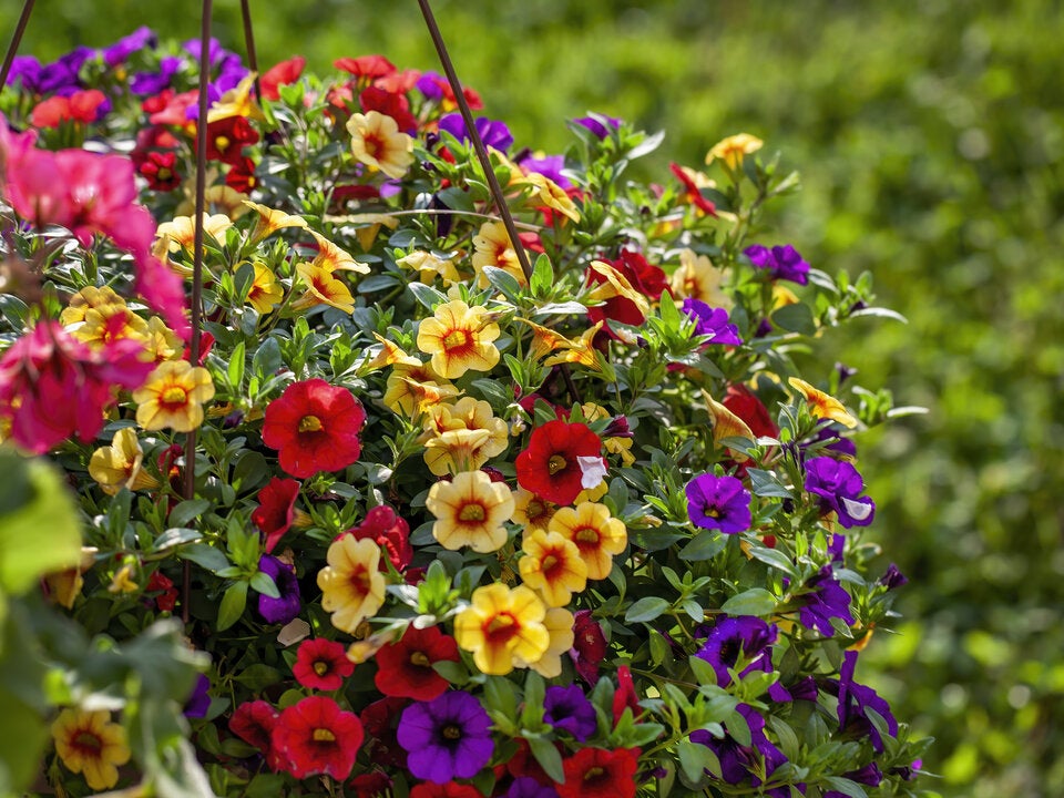Bunte Blumen verwandeln den Garten in ein Sommer-Paradies