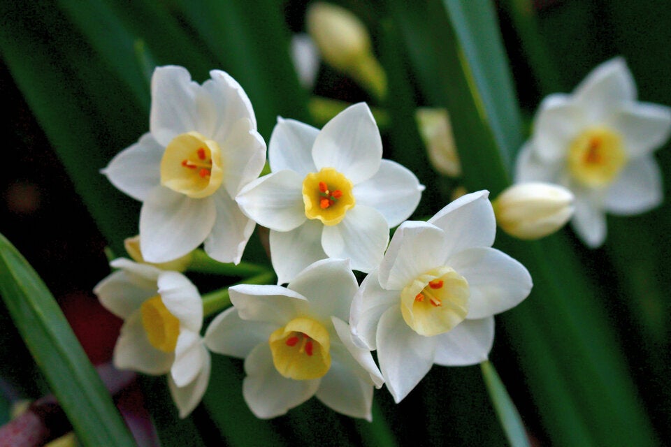Frühblüher: So kommt jetzt Farbe in den Garten