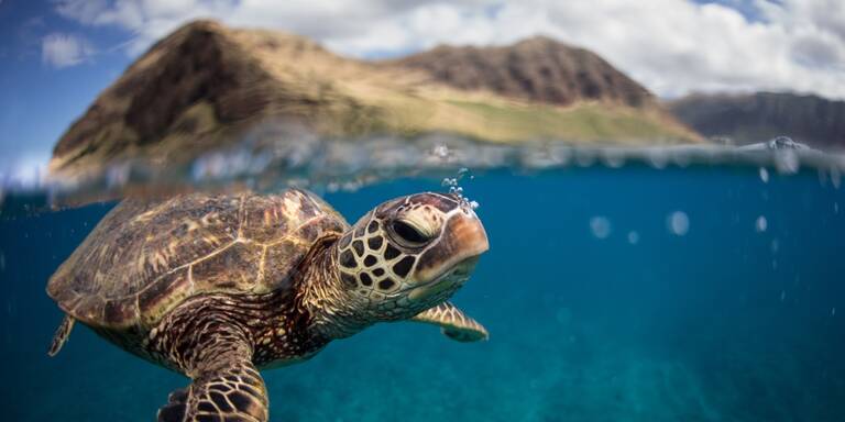 Tierschutz auf Reisen: Worauf du achten solltest
